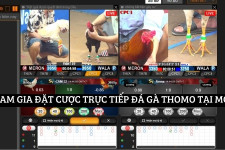 Tham Gia Đặt Cược Trực Tiếp Đá Gà Thomo Tại MCW