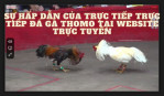 Trực tiếp đá gà thomo tại MCW: Sát phạt và kỹ thuật đỉnh cao!