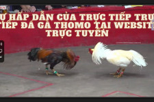 Trực tiếp đá gà thomo tại MCW: Sát phạt và kỹ thuật đỉnh cao!