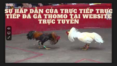 Trực tiếp đá gà thomo tại MCW: Sát phạt và kỹ thuật đỉnh cao!